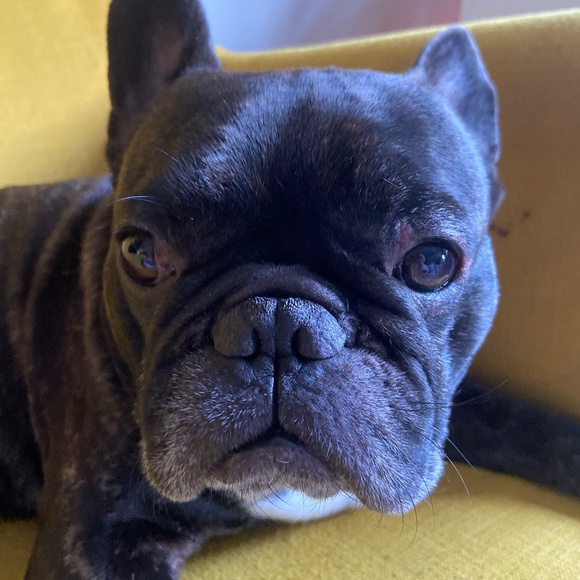 Meet your Posher, Lex - Picture 1 of 1